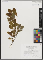 Foto von Salix appendiculata Vill.
